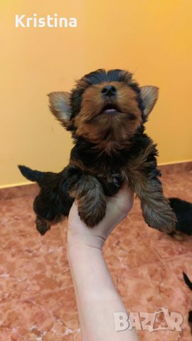 Йорки йоркширски териер, снимка 15 - Йоркширски териер - 39758358