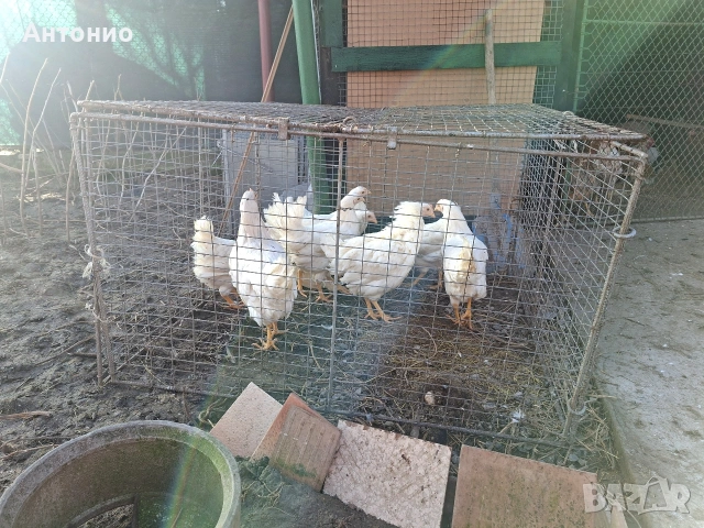 Кокошки и ярки бял лекхорни , снимка 3 - Кокошки и пуйки - 53510048