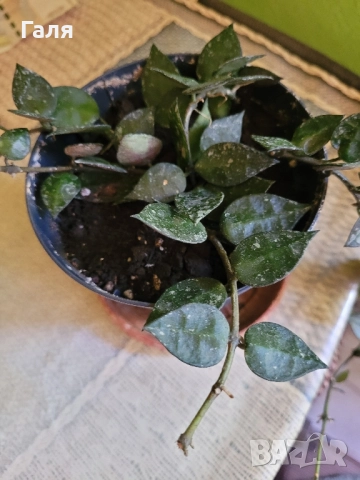 Хоя - Восъчно Цвете, снимка 2 - Стайни растения - 51776513