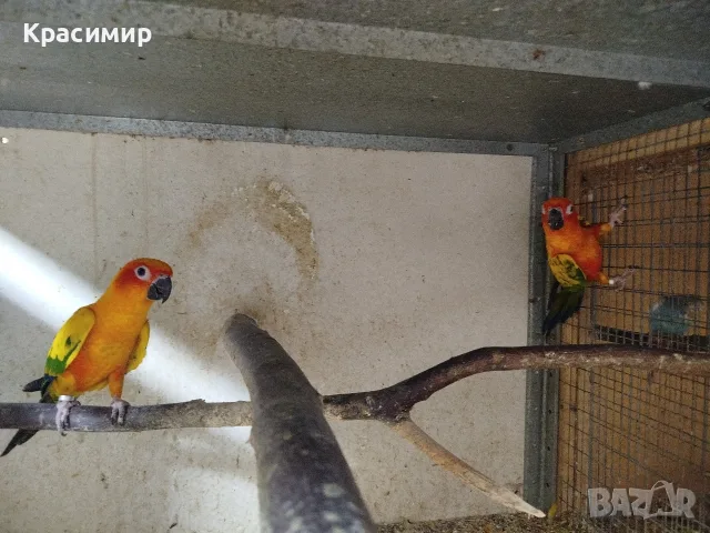 различни видове птици 