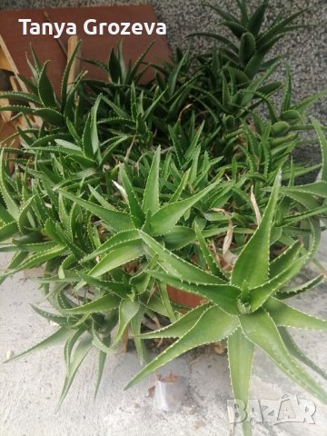 Алое различни видове, снимка 1