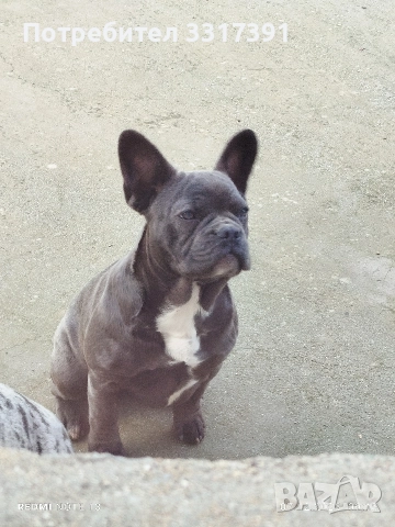 СПЕШНО два френски булдога, снимка 7 - Френски булдог - 52182909
