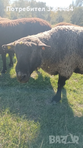 Продавам коч Мирон шароле