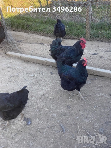 Продавам яйца от Джърси гигант