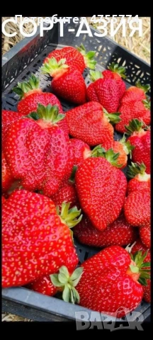 Разсад Ядоги и Малини, снимка 2 - Разсади - 53718503