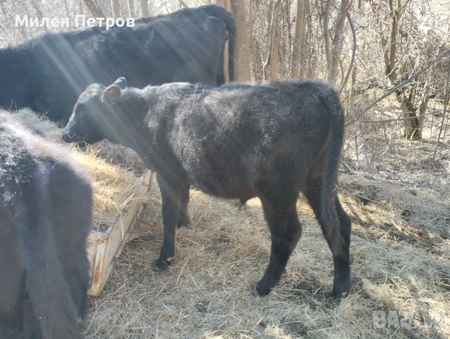 Мъжко теле, снимка 2 - Крави - 53785398