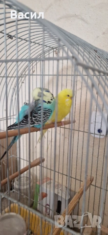 Изложбени вълнисти, снимка 7 - Папагали - 51645259