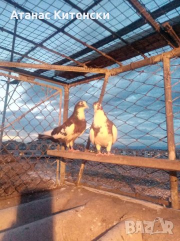 Пазарджишки гълаби, снимка 8 - Гълъби - 33845813
