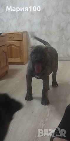 Преса Канарио кученца 