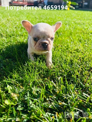 Френски Булдог, снимка 3 - Френски булдог - 52517082