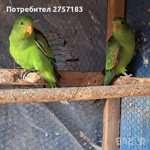 продавам папагали чифт червнокрили папагали, снимка 7 - Папагали - 52755581