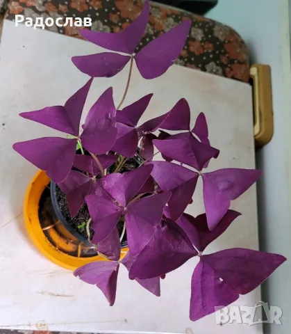 Продавам красива лилава детелина цвете , снимка 4 - Стайни растения - 47079779