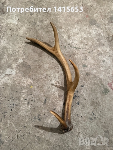 Продавам рог от сръндак, снимка 3 - Други ценни предмети - 52528946