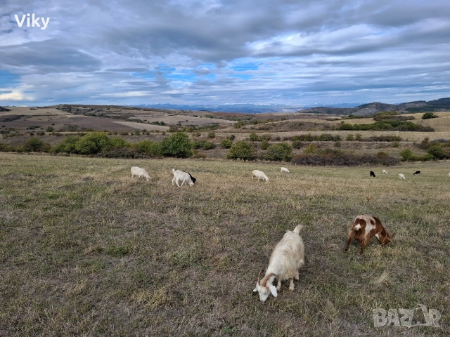 ярета на свободна паша, снимка 12 - Кози - 51962192