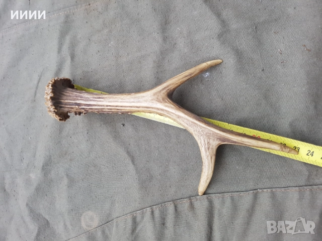 Рог от сръндак 2, снимка 3 - Антикварни и старинни предмети - 52650143