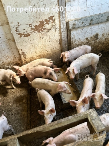 Прасета, снимка 1