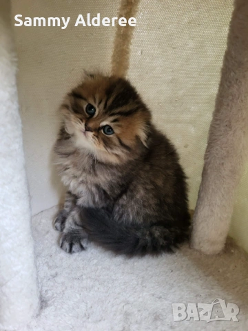 Британски, шотландски котета пухчета, снимка 5 - Британска късокосместа - 53852203