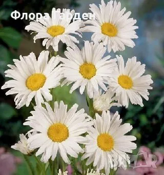 СЕМЕНА - Цветя двугодишни и многогодишни, снимка 8 - Сортови семена и луковици - 47504913