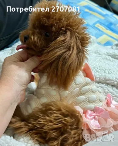 Той пудели, снимка 14 - Пудели - 48840560