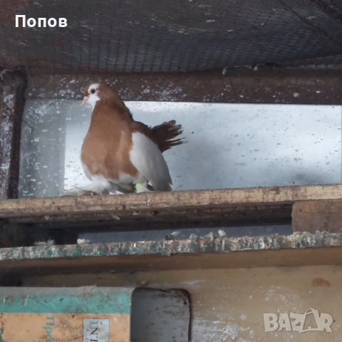 Продавам гълъби, снимка 6 - Гълъби - 52724895