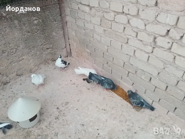 Пазарджишки гълъби, снимка 6 - Гълъби - 56171373