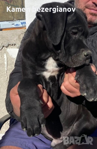 Кане Корсо Италияно 