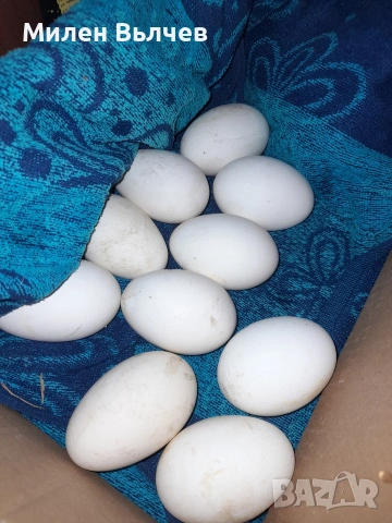Уплодени гъши яйца , снимка 3 - други­ - 53869880