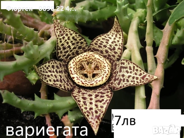 Стапелия (Stapelia) – Пиарантус и Вариагата 🌵⭐