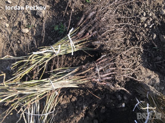 Орехови фиданки, снимка 16 - Разсади - 31385115