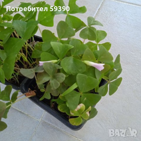 Растения детелина , снимка 3 - Стайни растения - 41683593