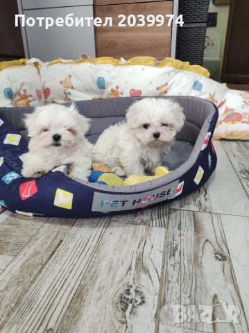 Малтийска болонка 