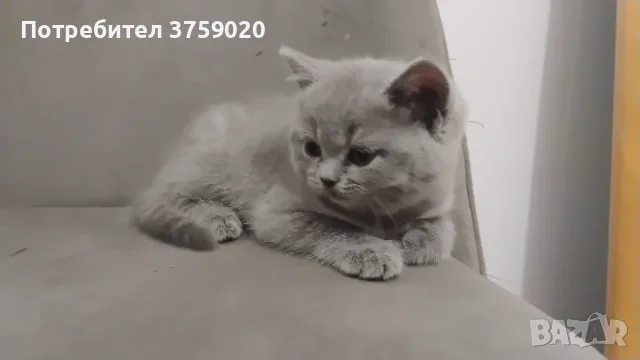 Британски късокосмести, снимка 3 - Британска късокосместа - 55778673