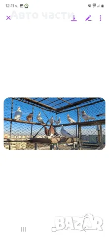 гълабите са хвъкане пазарджишки  гълабиот старото време , снимка 9 - Гълъби - 48637579