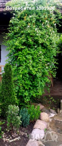  Орлов нокът (Лоницера)(Lonicera Japonika), снимка 2 - Градински цветя и растения - 40065351