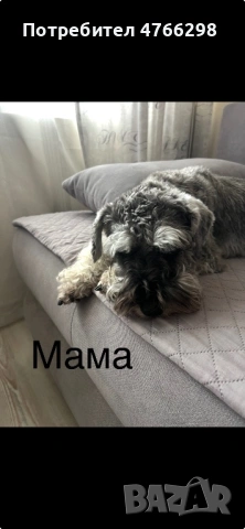 продаваме Цверг Шнауцери, снимка 3 - Други - 53845741