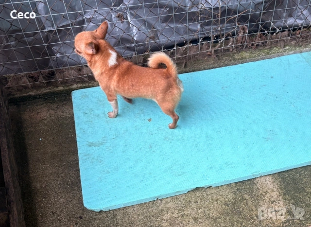 Чихуахуа , снимка 3 - Чихуахуа - 53513137