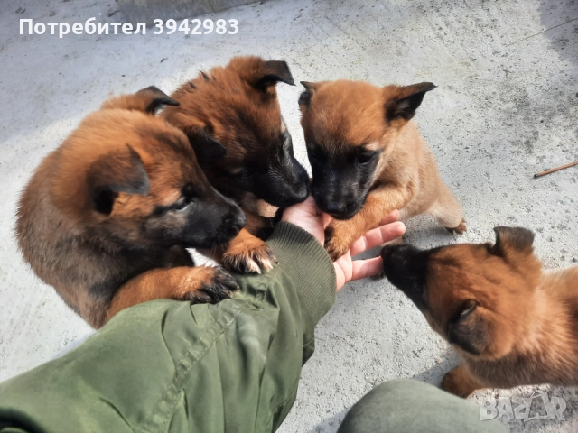 Белгийска овчарка Малиноа , снимка 5 - Белгийска овчарка - 52797025