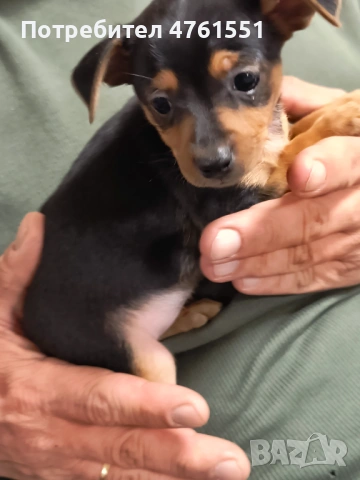 Пинчерчета , снимка 2 - Пинчер - 53788698