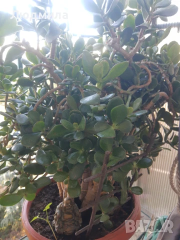 Дървото на живота,голямо,многогодишно,много богато,отлично, снимка 6 - Стайни растения - 51305358