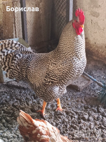 Породисти петли за дамъзлък, снимка 2 - други­ - 52814591