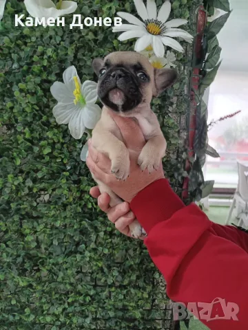 Френски булдог french bulldog , снимка 8 - Френски булдог - 56271586