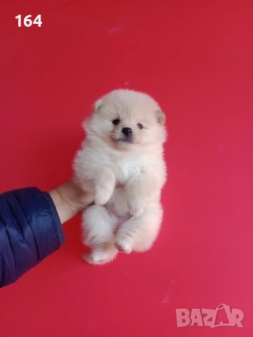 Мъжки и женски Померани. Реални снимки от 12.01.26 г. , снимка 6 - Померан - 53015028