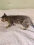 Прекрасно шотландско коте с прави ушички и уникална таби козина , снимка 5