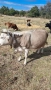 Продавам заплодена крава месодайна цена 2200 лв , снимка 7