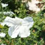 Продава се Руелия, Мексиканска петуния, Ruellia,  Mexican Petunia!!, снимка 3