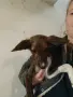 Свободни кученца търсят любящ дом., снимка 9