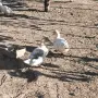 Крякащи домашни патици, снимка 2