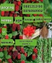 разсад ягоди и малини 0885353190, снимка 1