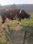 Продавам крави на първо,второ и трето теле,договаряне, снимка 2
