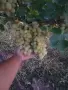 десертно грозде брестовица, снимка 3